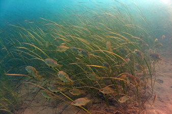 Perch and Eelgrass